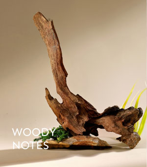 Woody Notes